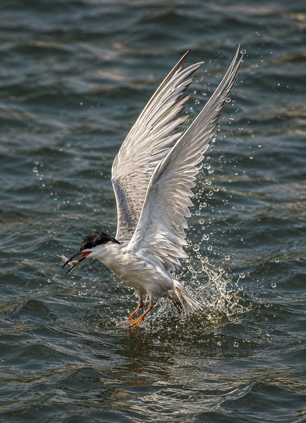 IMG-20260817-WA0009